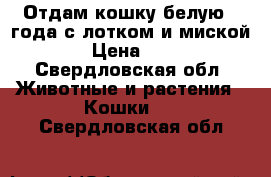 Отдам кошку белую 2 года с лотком и миской › Цена ­ 1 - Свердловская обл. Животные и растения » Кошки   . Свердловская обл.